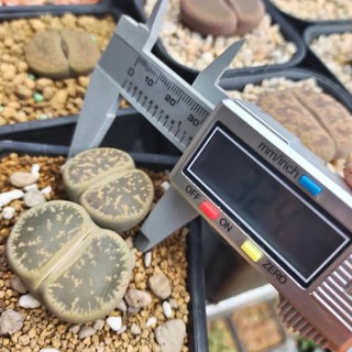 2 cây Lithops Leslei vân đẹp