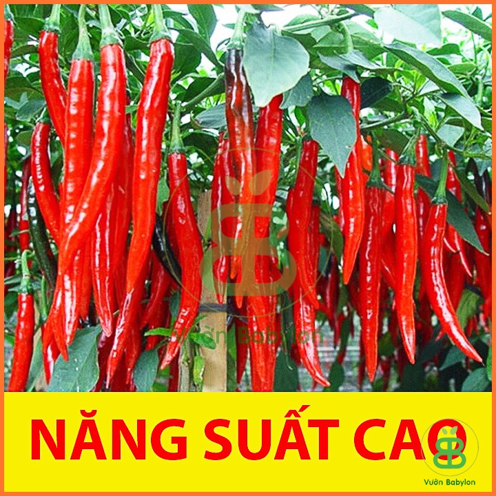 Hạt giống Ớt Trái Dài Hàn Quốc 0,2Gr Loại 1