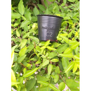 100 Chậu nhựa đen C2