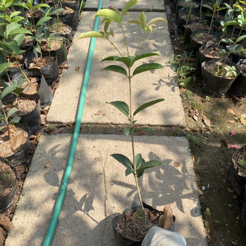 Cây mộc hương ta cao 30-40cm trồng trong bầu đen