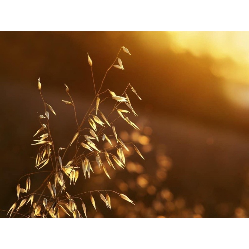 Ống kính MF carl zeiss 135/3.5