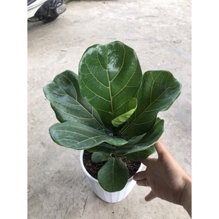caykiengsadec cây  bàng Singapore + tặng phân bón - hoa kiểng lá - cây phong thủy - trang trí nội thất