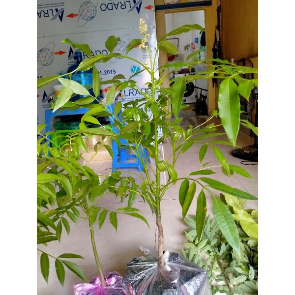 CÂY GIỐNG CÓC THÁI LÙN DANG HOA BÓI NĂM ĐẦU