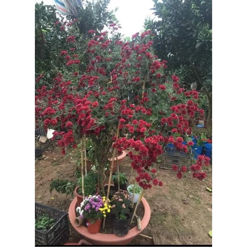 Cúc cổ sơn la cây sống lâu năm cây hiện cao 35 đến 40cm
