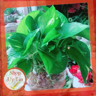 Chậu trầu bà thái thuỷ sinh