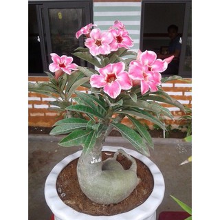 Hoa Sứ Thái - Hoa sứ nhà nàng