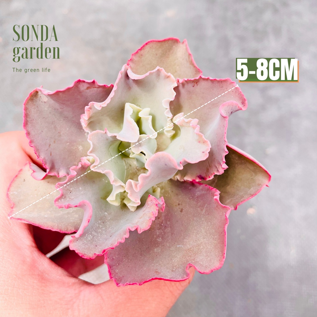 Sen đá bắp cải lilac purple SONDA GARDEN size bé 5-8cm, lỗi 1 đổi 1