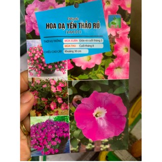 Hạt giống hoa Dạ yến thảo mix, sọc, rủ