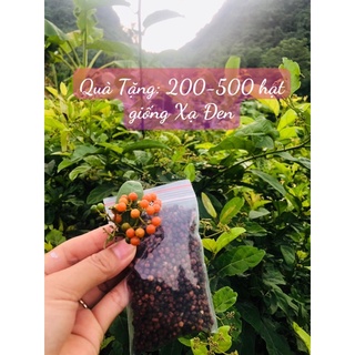 Cao Xạ Đen Hoà Bình- Khắc Tinh Ung Thư ( nhiều quan chức  cấp cao tin dùng)