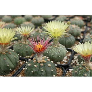 Xương rồng Aster - Hàng hạt Thái Lan
