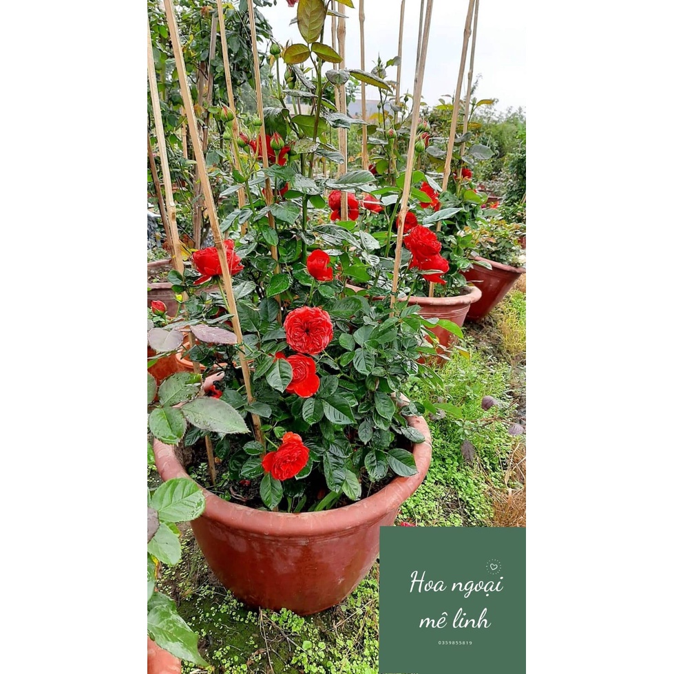 Hoa hồng ngoại red apple sắc đỏ tươi siêu đẹp-Hoangoaimelinh