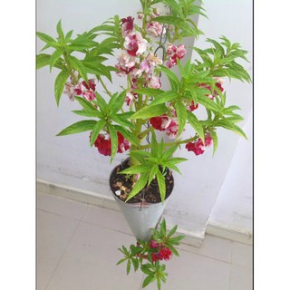 Hạt Giống Hoa Móng Tay Kép Mix
