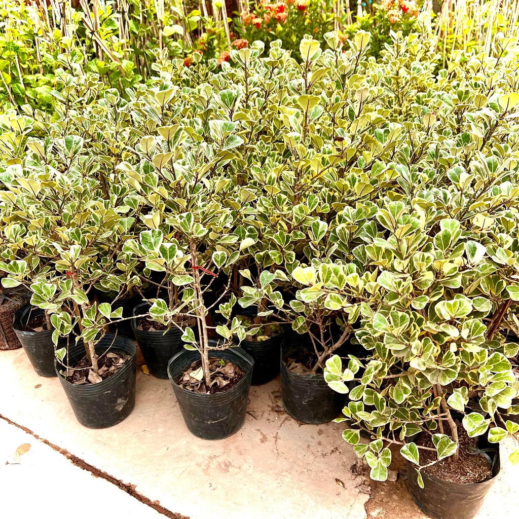 Cây bàng lá tim cẩm thach Singapore - Cây Đa Tam Phúc cẩm thach cao 40 cm(Ảnh thật).