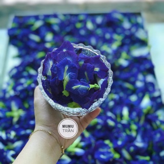 Hoa đậu biếc khô