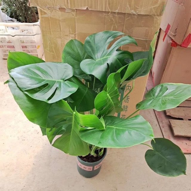 Trầu bà Nam Mỹ( Monstera)