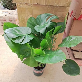 Trầu bà nam mỹ