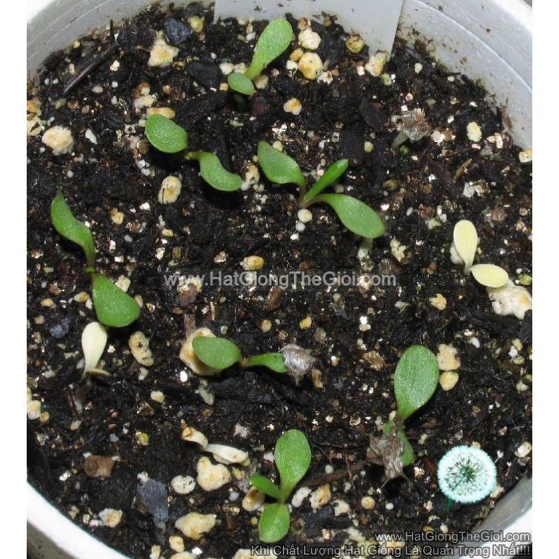 50h Hạt Giống Cúc Huân Chương Mix Màu (C3.204| B38*V22)