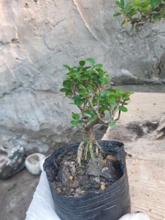 Cây Sam hương mini