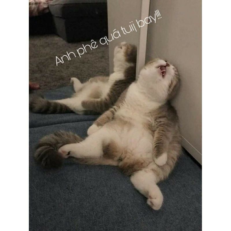 Cỏ mèo dạng ống, catnip cho mèo