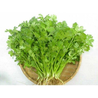 Hạt giống ngò rí 20 gam - thuận điền