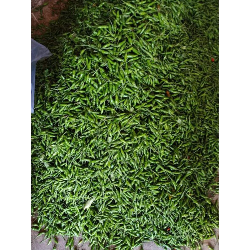 Sỉ 5kg ớt xiêm rừng
