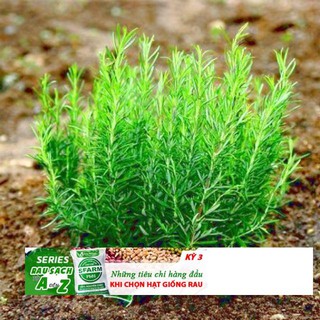 Hạt Giống Cỏ xạ hương 10 Hạt/ Gói