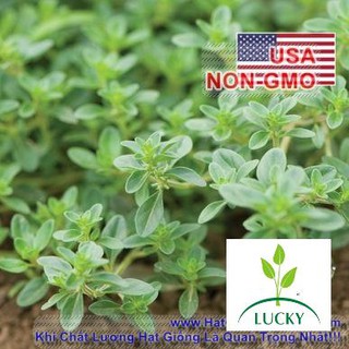 100h Hạt Giống Cỏ Xạ Hương Thyme NẢY MẦM 80% ++ (Thymus serpyllum)  THANHHUONG