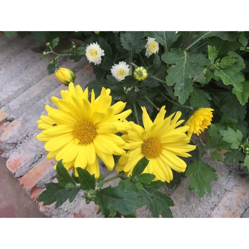 cây giống cúc rủ vàng bông to