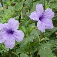 4 loại thảo mộc hỗ trợ suy thận( cây nổ. quýt gai. cây mực. cây muối)