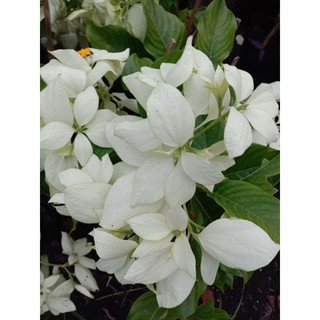 Mua Cây hoa bướm trắng (hoa én trắng)