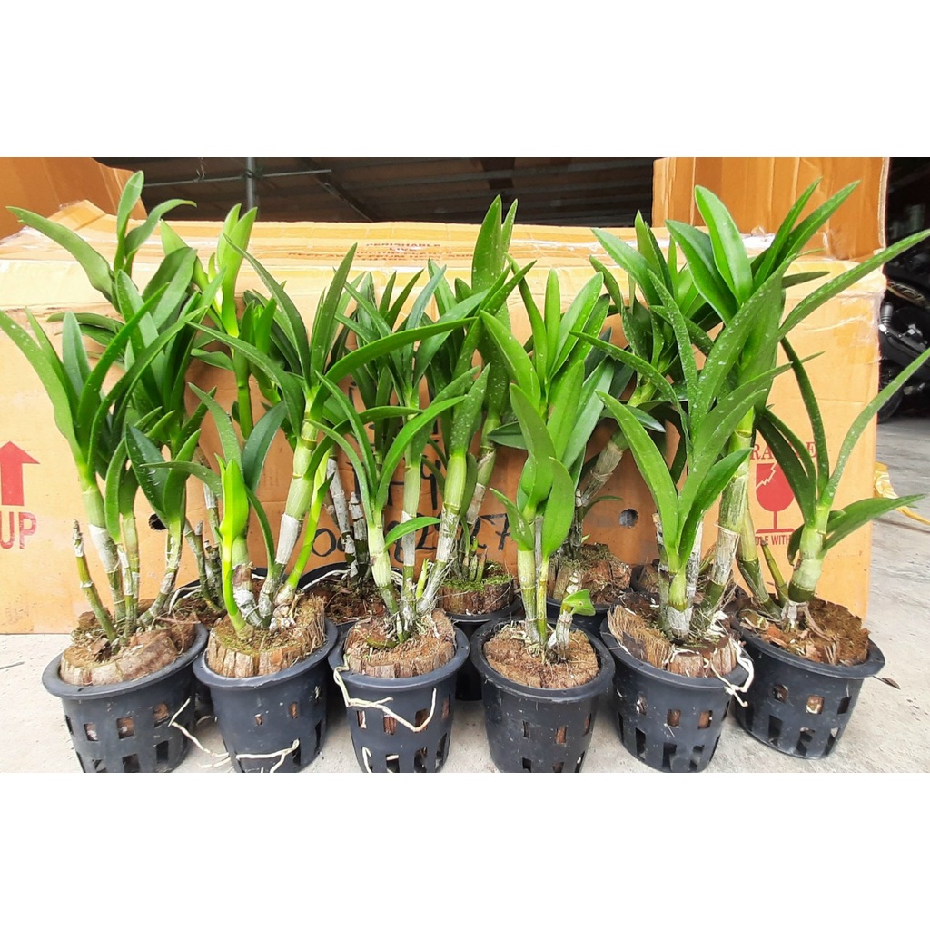 HOA LAN DENRO CHỚP BỊP