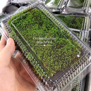 Rêu Minifiss lá nước thuỷ sinh (bán theo hộp)