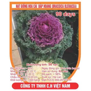 Hạt giống hoa cải bắp hoang