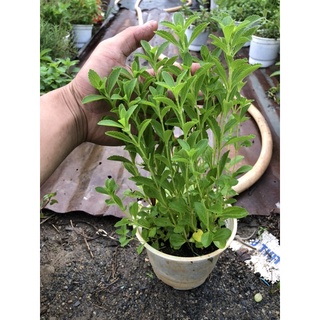 Cây cỏ ngọt ( size theo tuỳ đợt lớn và bé )