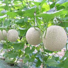 Hạt giống dưa lưới ruột xanh F1 gói 20 hạt