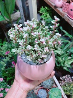 Chậu Đô La Hồng Để Bàn 25cm