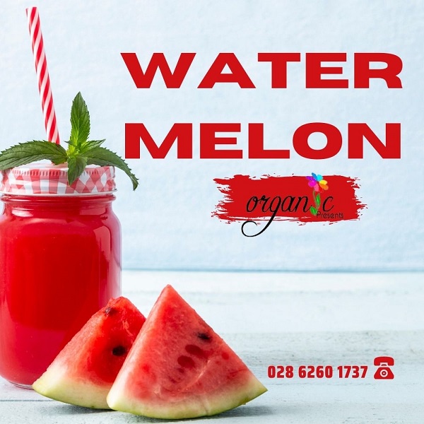 HƯƠNG DƯA HẤU - MỸ