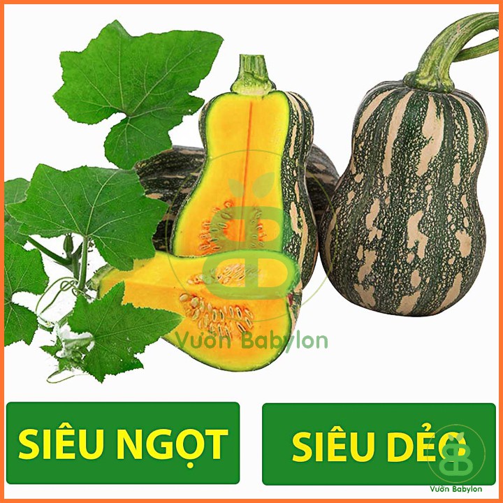 Hạt Giống Bí Đỏ Hạt Đậu Lai F1 Siêu Trái, Năng Suất Cao