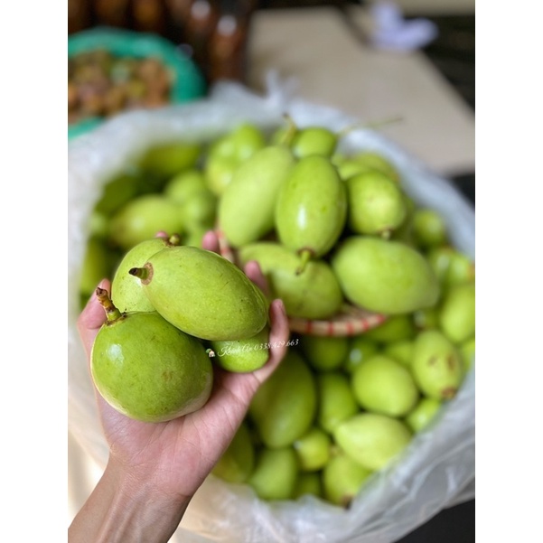 XOÀI, CÓC BAO TỬ SIÊU NGON