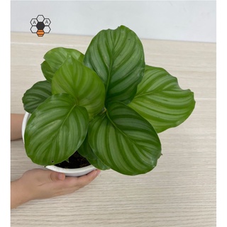 Chậu CÂY ĐUÔI CÔNG TÁO XANH