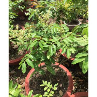 Cây Nhãn Long... Đang trái như hình