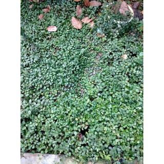 vảy ốc bám tường