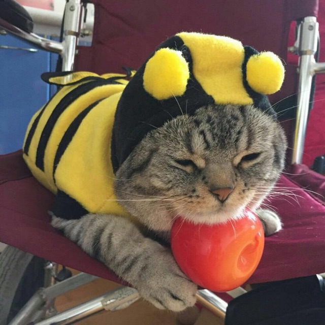 Đồ bộ “bé ong vàng” 🐶🐱🐝🐝