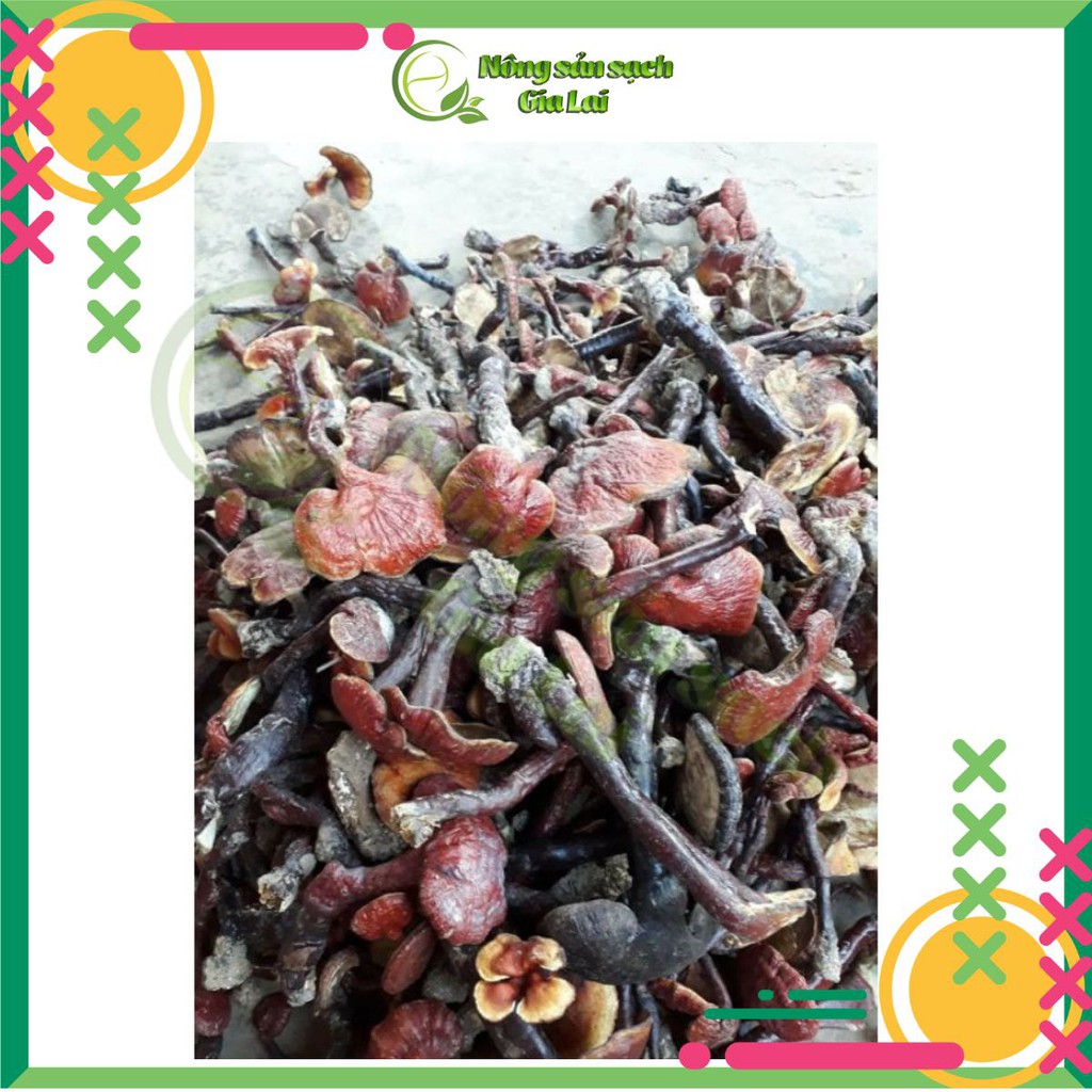 Nấm Lim xanh rừng tự nhiên hàng chuẩn, sản phẩm tốt cho sức khỏe | BigBuy360 - bigbuy360.vn