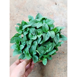 Cây quế vị mùi xá xị nhiều nhánh chậu to và nhỏ