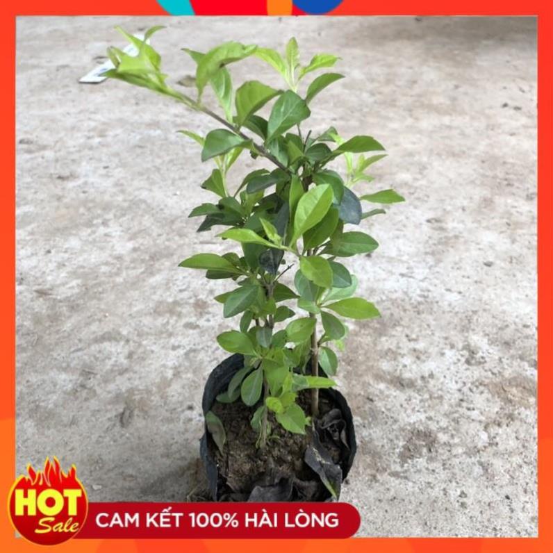 Cây chuỗi ngọc, bụi 3-4 thân sống cứng cáp chắc khỏe thích hợp trồng công trình12