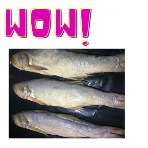 1kg mắm cá mặn  loại 1khô bến tre