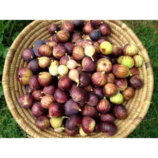 Cây giống Sung Mĩ chỉ 120k