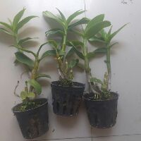 Lan denro lưỡi bò tím sắp hoa