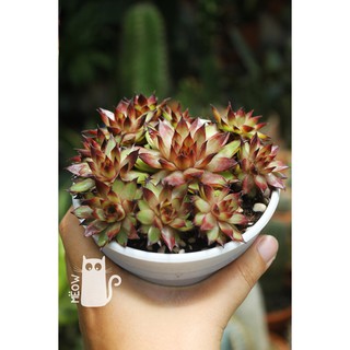 CÂY SEN ĐÁ PHẬT BÀ LỬA BỤI